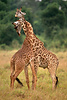 giraffes