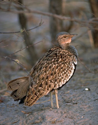 Redcrested Korhaan