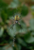 Argiope spider