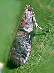 Pecan leaf casebearer