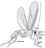 drawing of a caddis fly adult