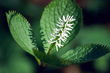 Chloranthus japonicus