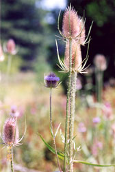 Fuller's teasel, Dipsacus fullonum