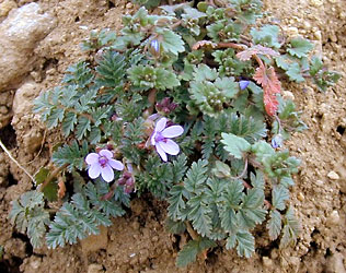 Erodium cicutarium