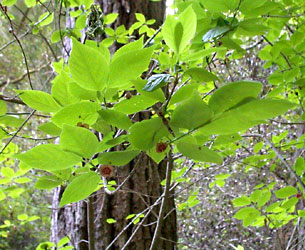 Western burning bush, Euonymus occidentalis var. occidentalis