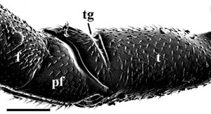 Lateral view of hind trochanter, prefemur, and femur of Aulacus douglasi female, from Western Australia