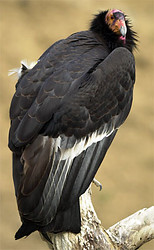 California condor