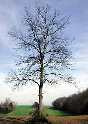 Black walnut, Juglans regia