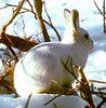 arctic hare