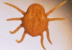 Otobius megnini