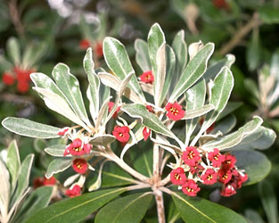 Stiffleaf cheesewood, Pittosporum crassifolium