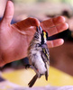 Red-fronted Barbet