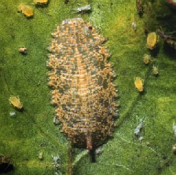 flower fly larva