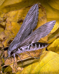 Sphinx moth