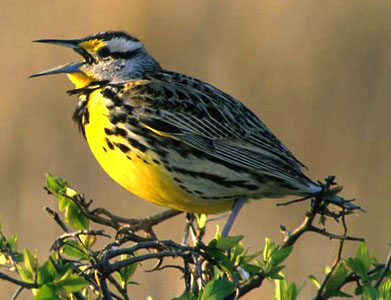 Western meadowlark