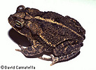 Bufo valliceps