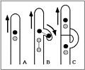 Diagram of clamp cell formation