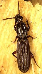 Clinidium baldufi