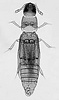 Cylindrosella dampfi habitus