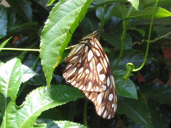 Laying eggs.