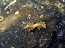 Eubranchus mandapamensis 