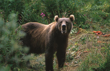 Kodiak Brown Bear