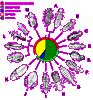 Morphologies of various Mallophagan families