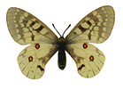 Parnassius clodius