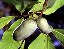 Pawpaw tree, Asimina triloba