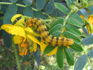 Phoebis philea larva last instar