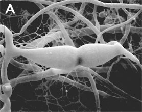 progametangial fusion in Mucor mucedo