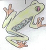 Red-Eyed Tree Frog