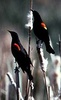 Red-winged Blackbirds, Agelaius phoeniceus 