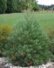 Giant Sequoia (Sequoiadendron giganteum) 5 yr old