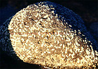 small barnacles on the smooth surface of basalt rocks