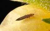 Frankliniella occidentalis, Western flower thrips