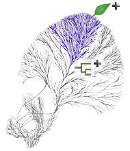 Treehouse Pages are attached To ToL Branch and Leaf Pages