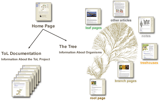 Diagram of the structure of the ToL website