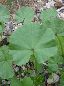 leafmallow