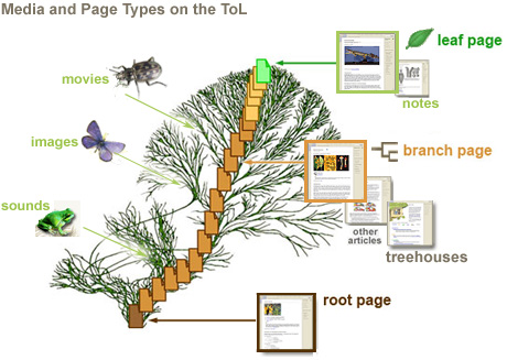 pages and media on the ToL